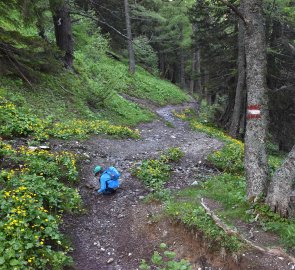 There are several streams in the forest where it is possible to refill water