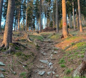 Trail through the forest