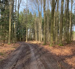 The way back through the forest