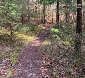 Forest trail