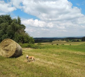 Krajina kolem Holého vrchu na Vysočině