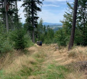 Forest path from the lookout tower