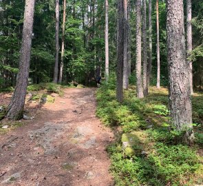 Forest path to the lookout tower