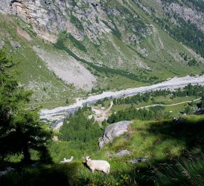 Camping Ponte Breuil from the climb to the Vittorio Emanuele II hut.