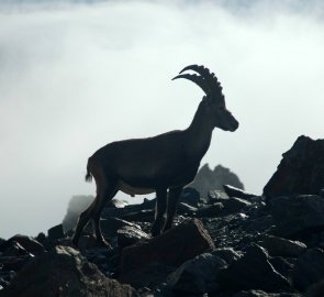 Alpská koza kousek nad konečnou stanicí zubačky TMB (Tramway du Mont Blanc)