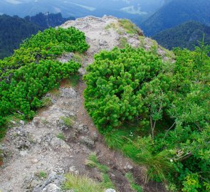 Na vrcholu Malého Rozsutce 1 343 m n. m.