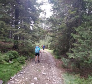 Descent through the forest