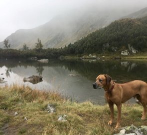 Vysokohorský ridgeback u jednoho z roháčských ples