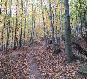 Wide forest path from the castle