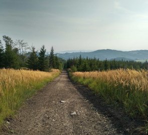 Široká cesta během výstupu na Kelčský Javorník 865 m n. m.