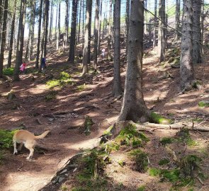 Steep ascent from the car park through the forest