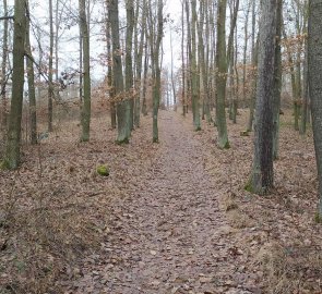 Forest path to Klucanina lookout tower