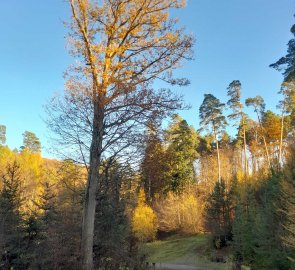 Wide path to the lookout tower