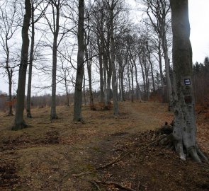 Stoupání po lesní cestě nad Mezibořím v Krušných horách