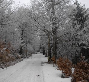 Lesní asfaltka během cesty na Loučnou