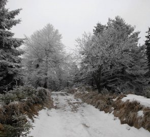 Lesní cesta pod Loučnou v Krušných horách