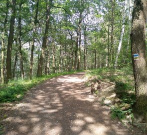 Široká cesta vede až na vrchol hory Lovoš 570 m n. m.