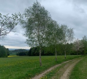 Field road to Borovo