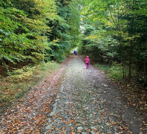 Forest passage on the way to Macocha