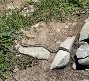 Right on the ridge we met this creature