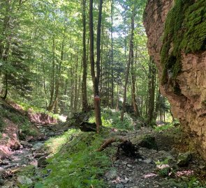 Trail through the forest to the ridge