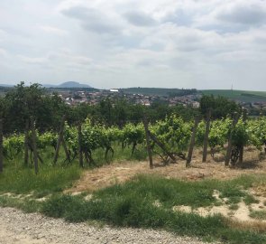 Stoupání vinicemi na rozhledu Hustopeče