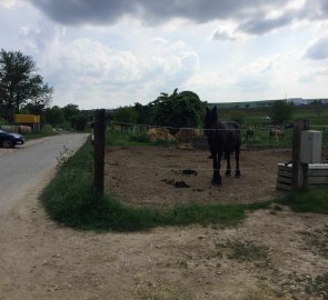 Mini zoo a jezdecký klub Valkýra na konci Mandloňové stezky