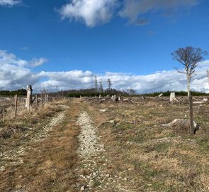 Deforested forest on the way back