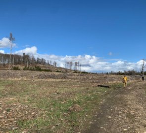 Forest destroyed by bark beetle under the Mařenka lookout tower