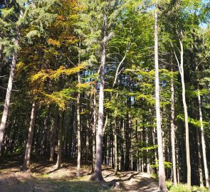 Forest path to the lookout tower