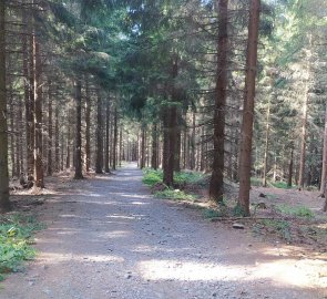 Forest path from the lookout tower