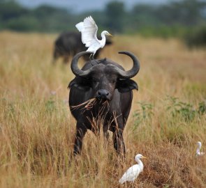 V parku Murchison Falls můžete potkat bůvola