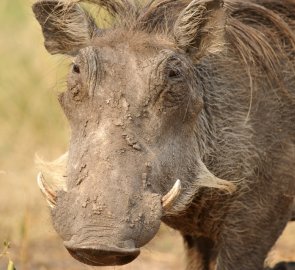 Warthog with this you will share a campsite