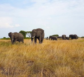 I recommend not to drive too closely to the elephants