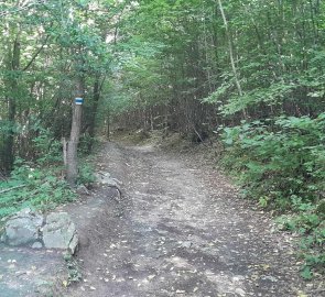 Wide forest path to the caves