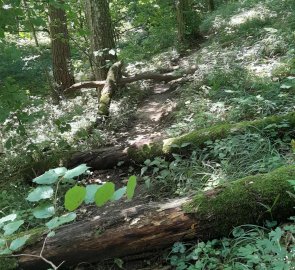 Path to the Netopyrka Cave