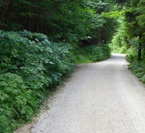 Lesní cesta od parkoviště směrem k restauraci Zur Lore