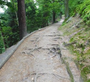 Široká lesní cesta směrem na Pravčickou bránu od Mezní Louky