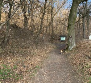 Here the road turns into the woods