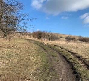 Journey through the meadows