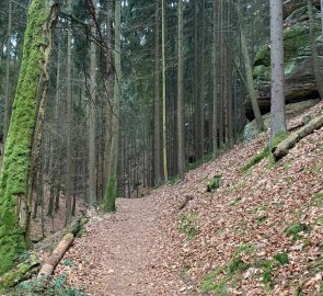 The path towards the Prachov Rocks