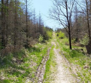 Nejprudší stoupání k rozhledně na Pekelném kopci