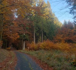 Forest asphalt road