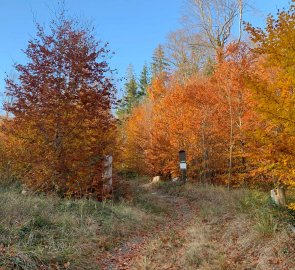 Forest path