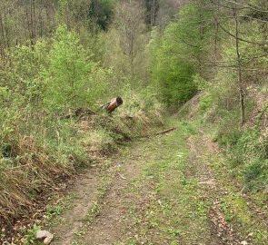 Steep climb from the road