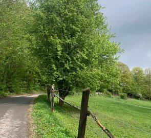 The way around the horse paddock