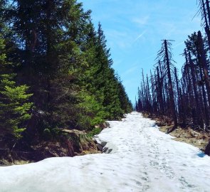 Cesta Sjezdovka, na jedné straně zničený les kůrovcem, na druhé zdravý les