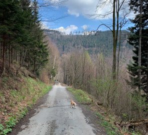 Asphalt road from Prašivá mountain chalet