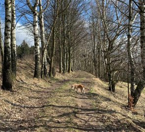 The path from the village Javorek