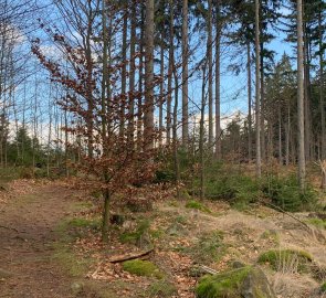 Forest path to Prošíčka rock